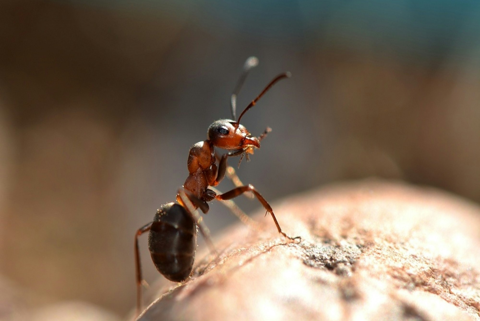 Ant got out for a walk. Camponotus ligniperdus. Macro photography.