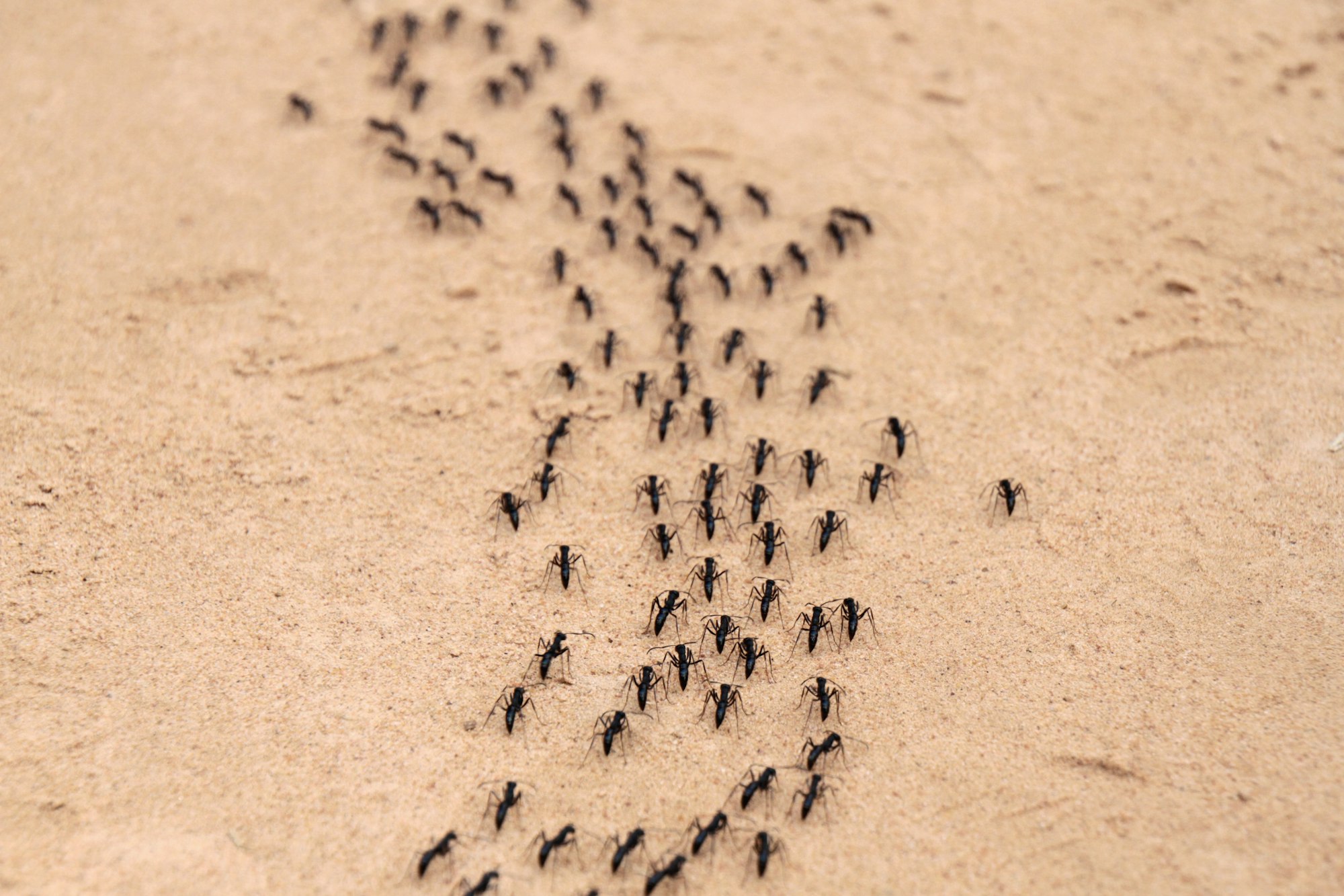 Ants marching in a line