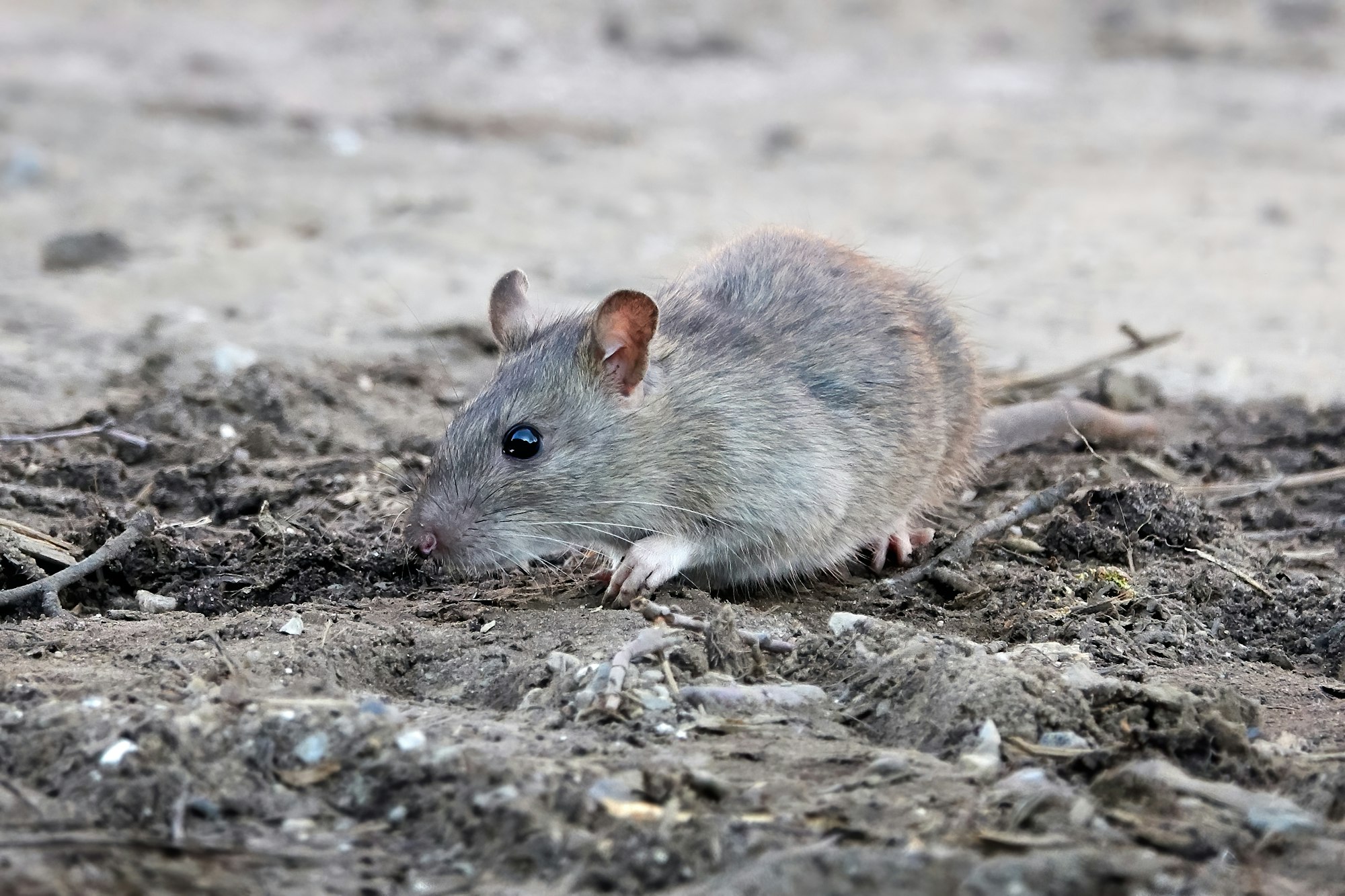 Brown rat (Rattus norvegicus)