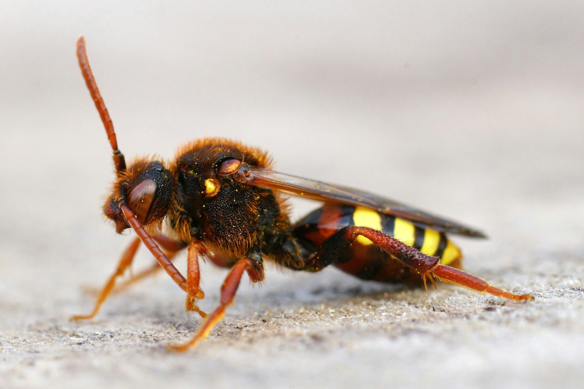 Closeup of a colorful female Lathbury's nomad bee, Nomada lathburiana sitting on wood