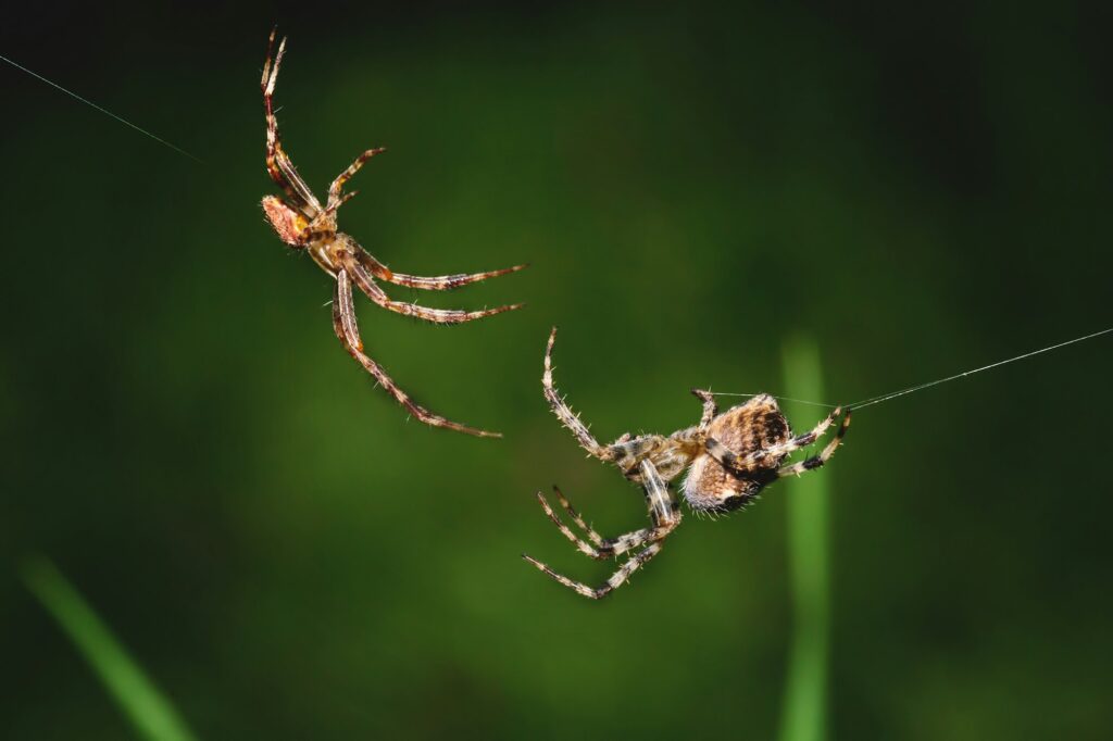 Closeup shot of two spiders connecting net on a dark green background