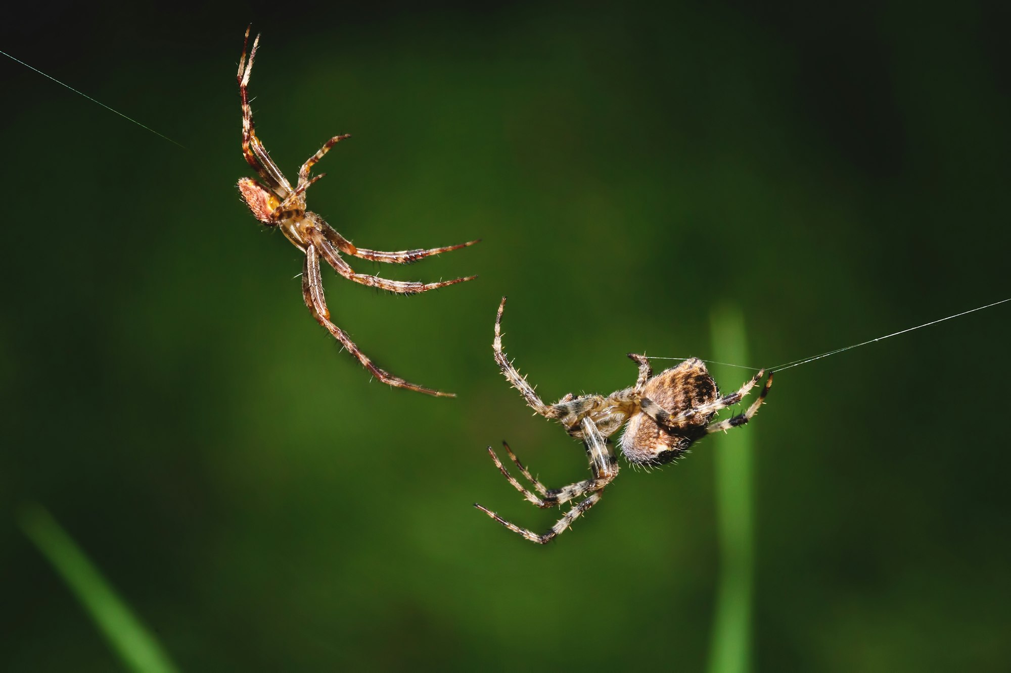 Closeup shot of two spiders connecting net on a dark green background