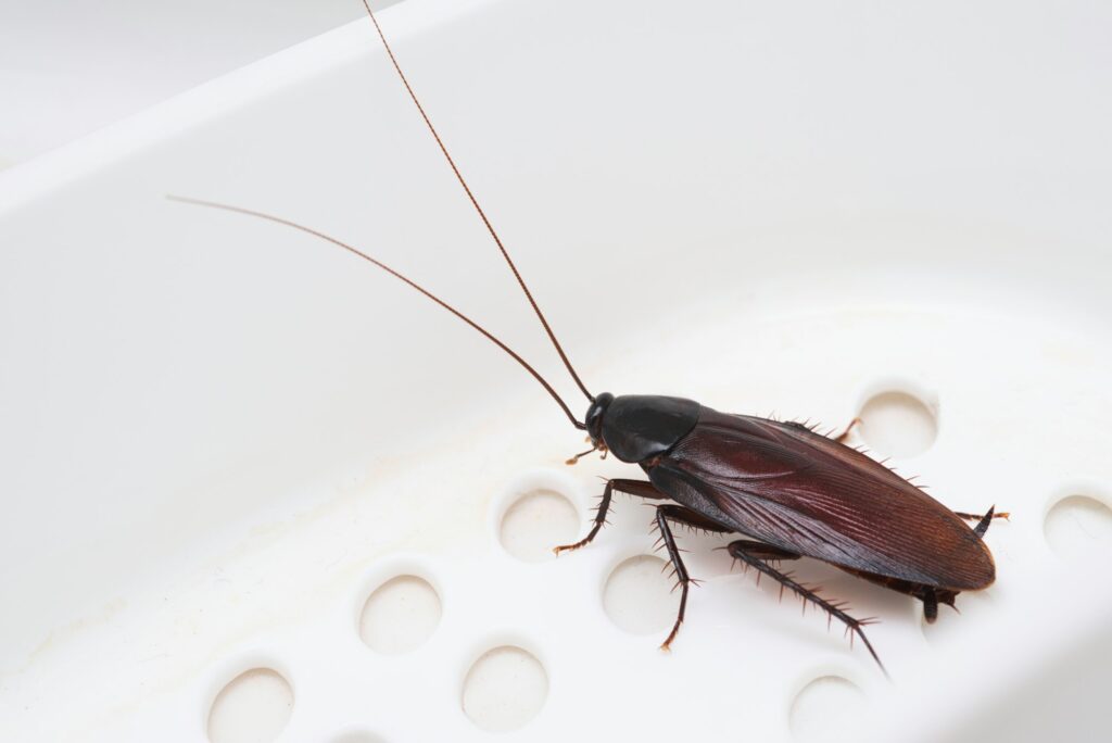 Cockroach