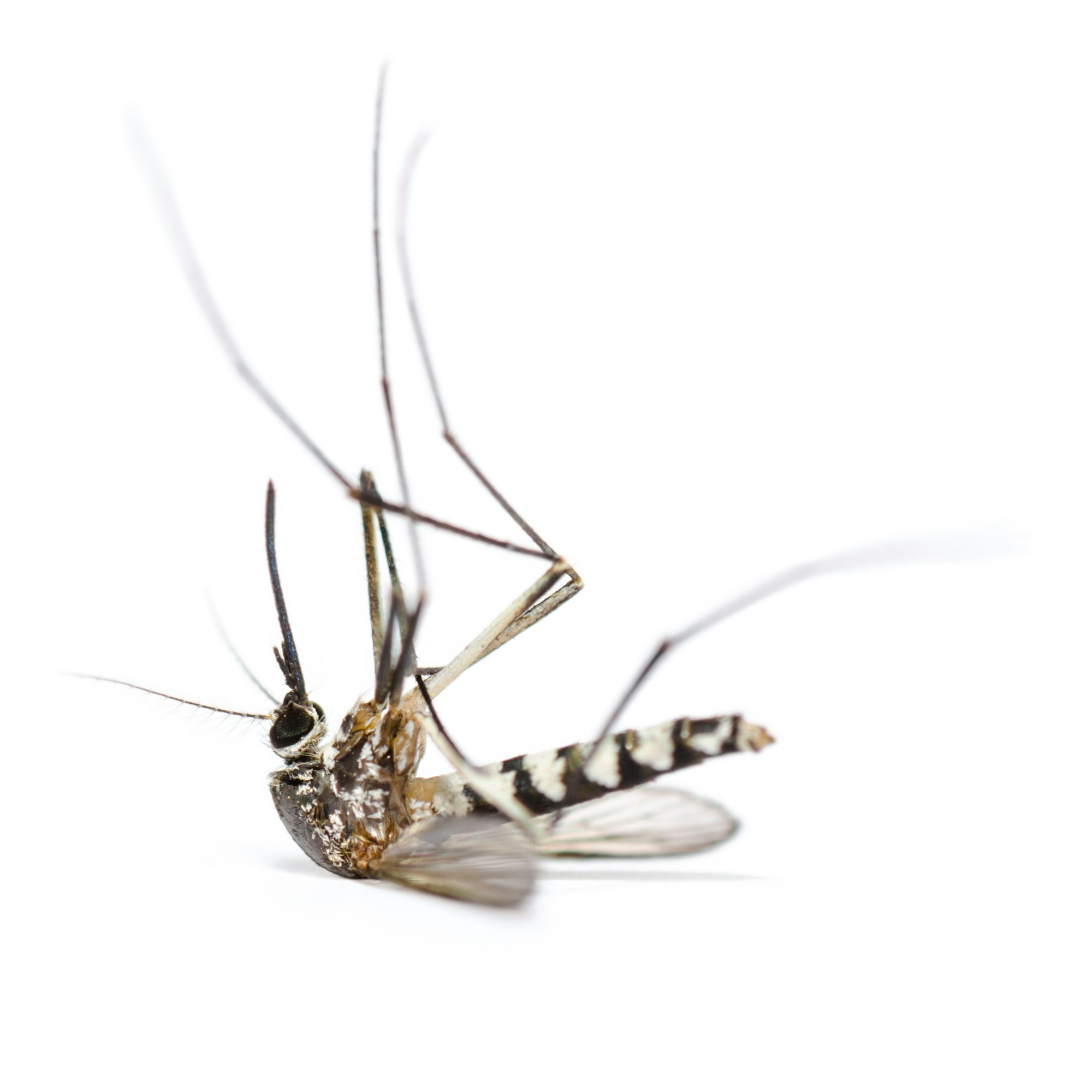 Dead mosquito isolated on white background