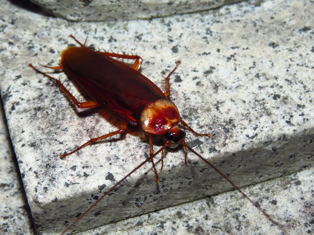 Huge cockroach on a textured surface