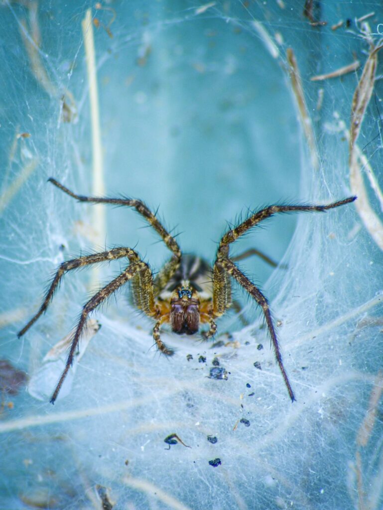 Macro shot of barn funnel weaver (tegenaria domestica)