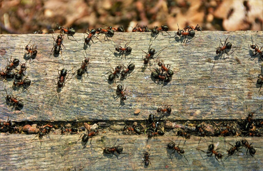 swarm of ants