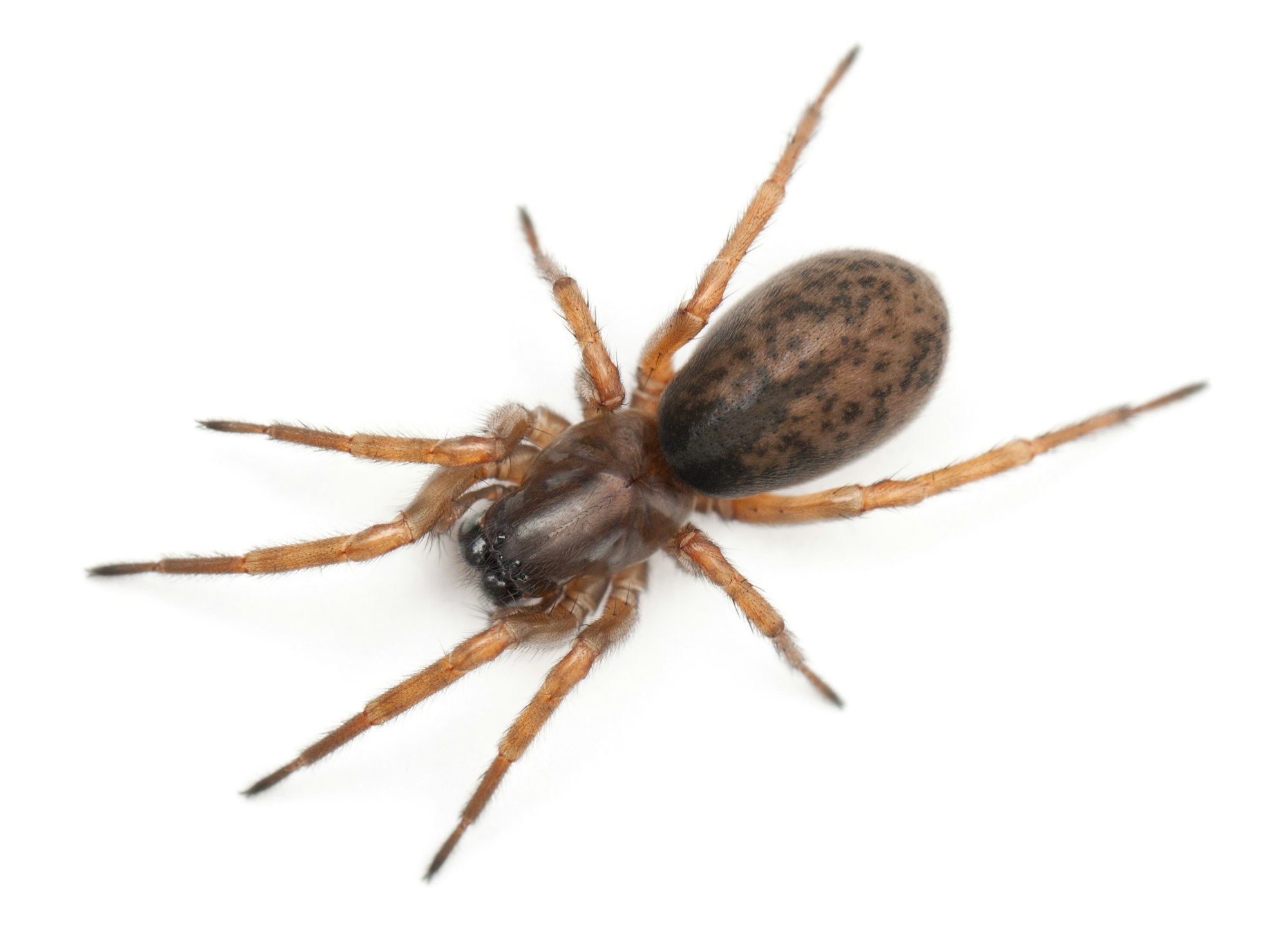 Tangled nest spider, Night spider or Hacklemesh weaver, Coelotes terrestris