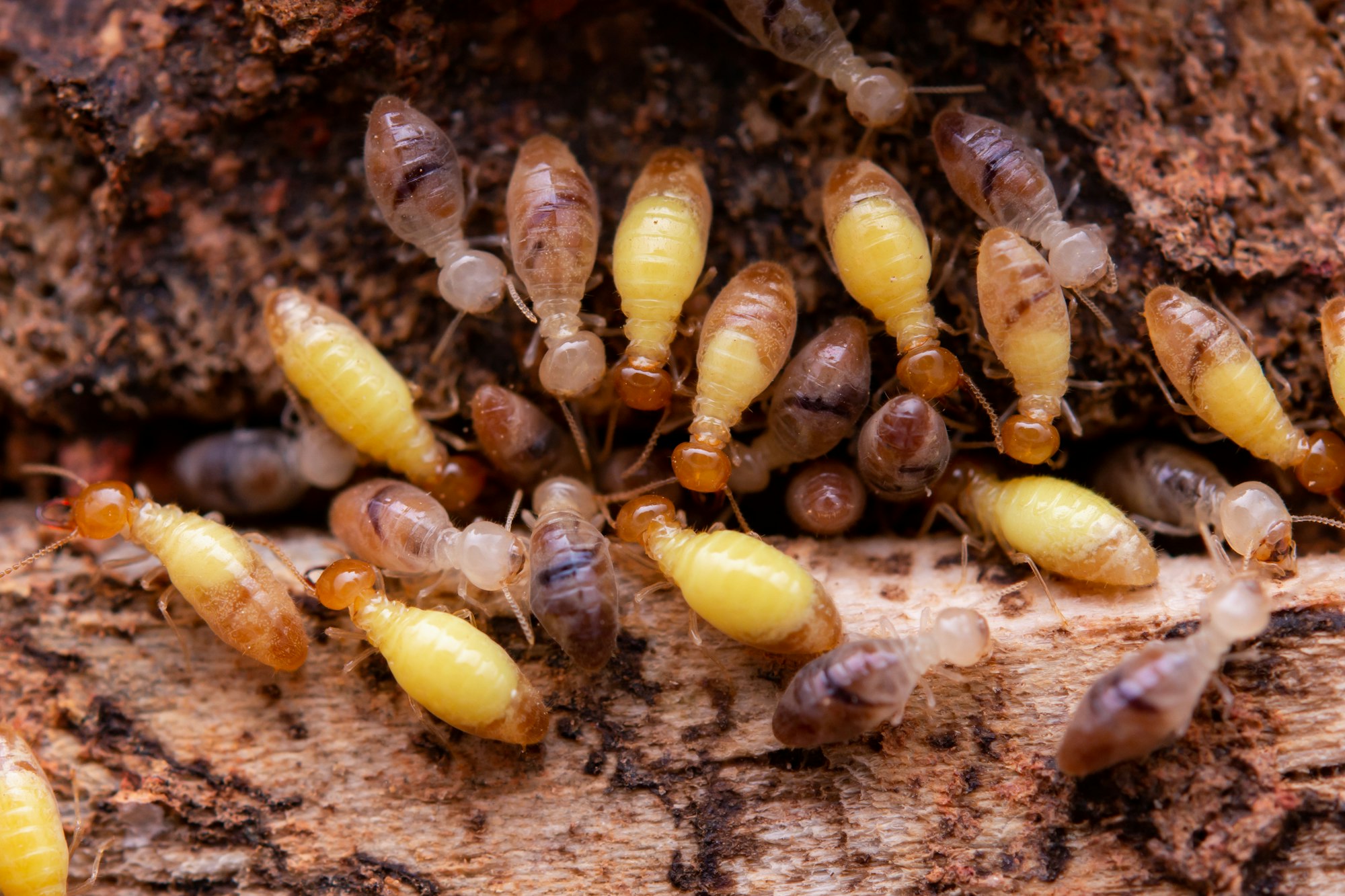 Termites eat wooden planks. Damage of a wooden house from termites