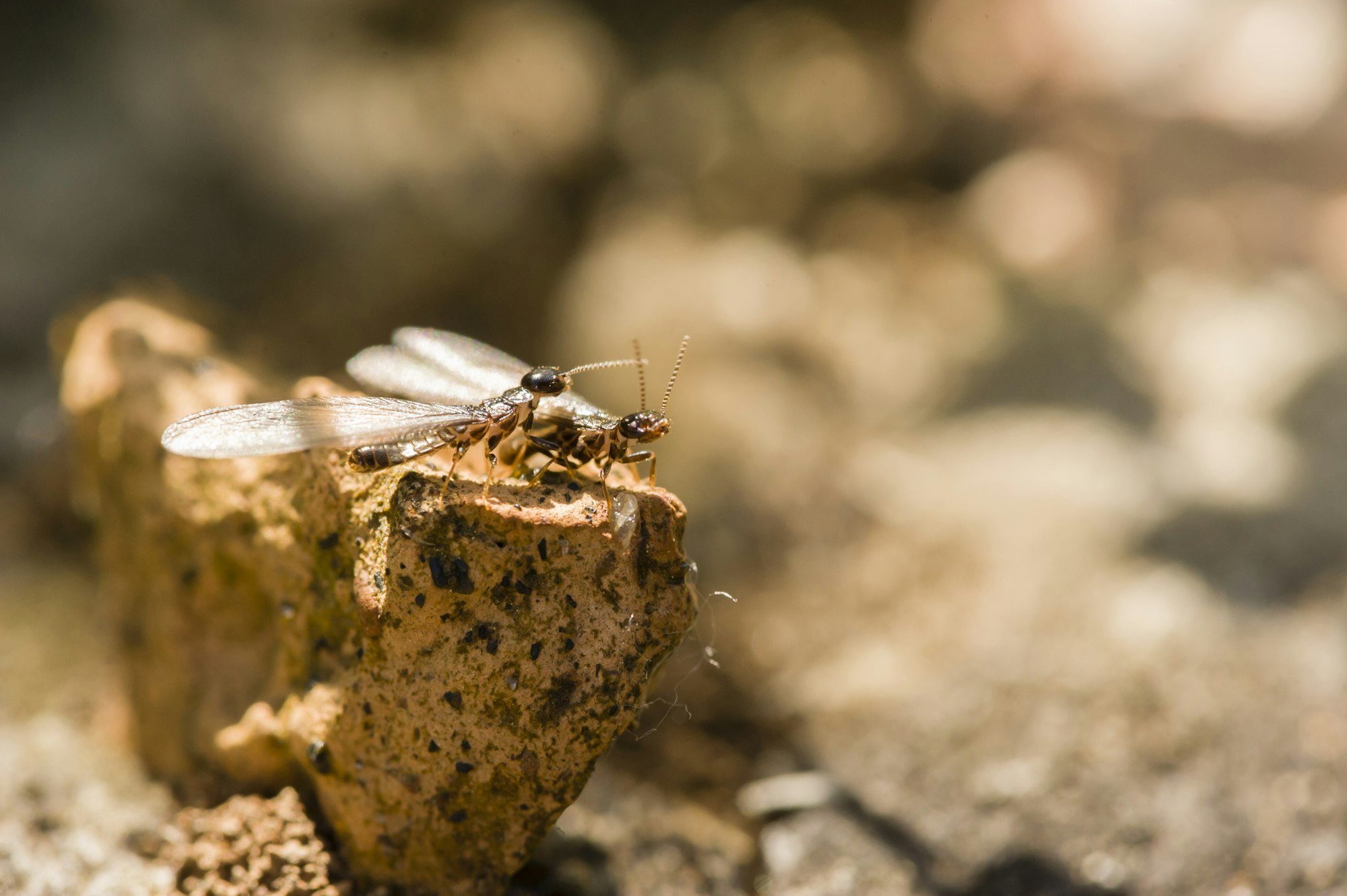 Winged individuals of termite