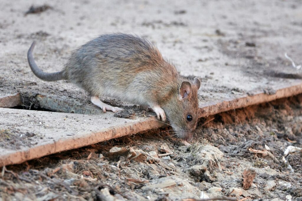 Brown rat (Rattus norvegicus)