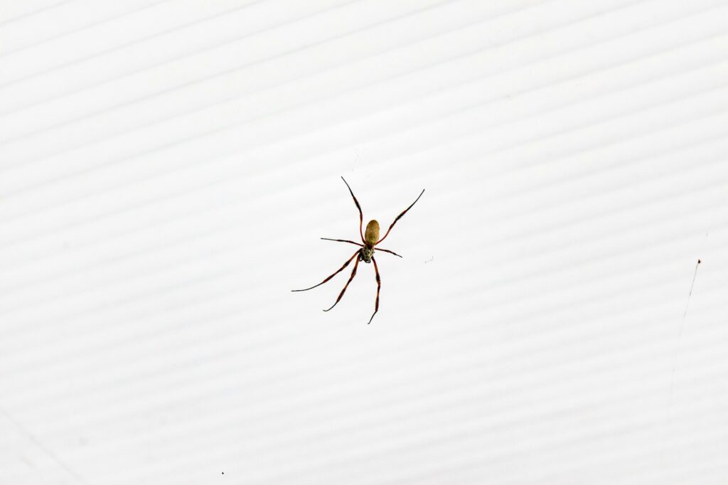 Closeup shot of a brown recluse spider on a white striped background