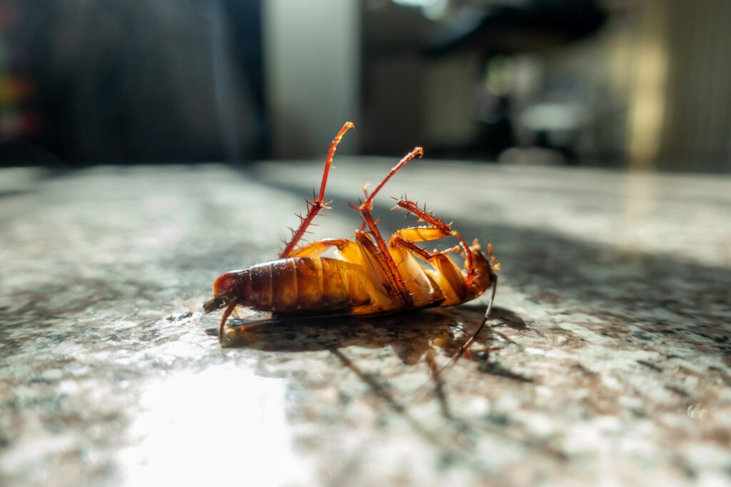 Dead cockroach on floor