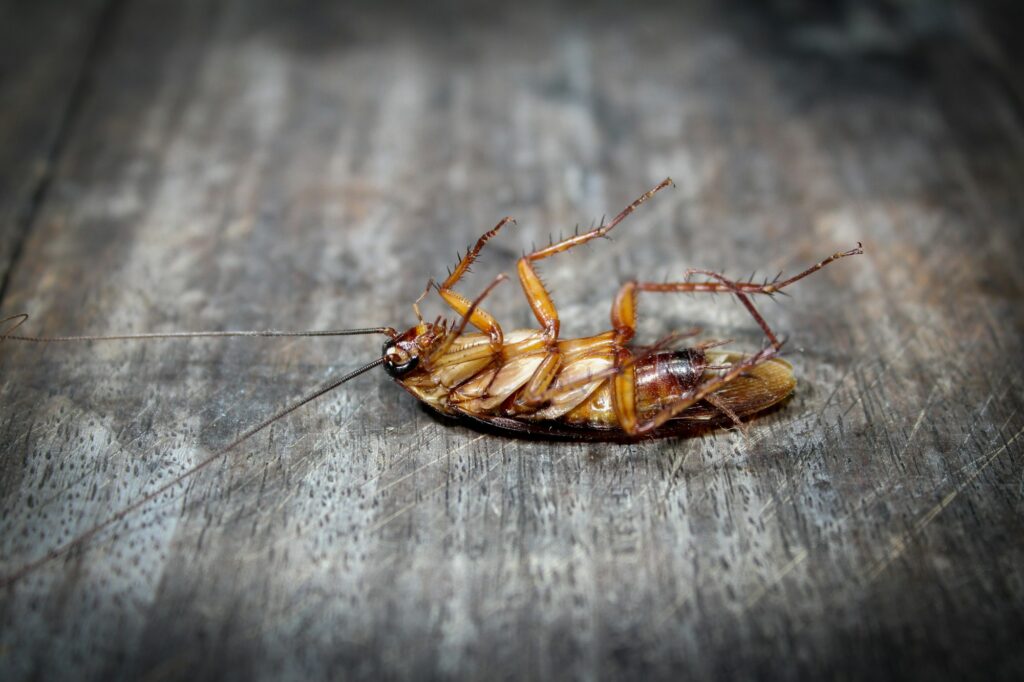 Roaches lie dead on wooden floor, Dead cockroach ,Close up face , Close up roaches