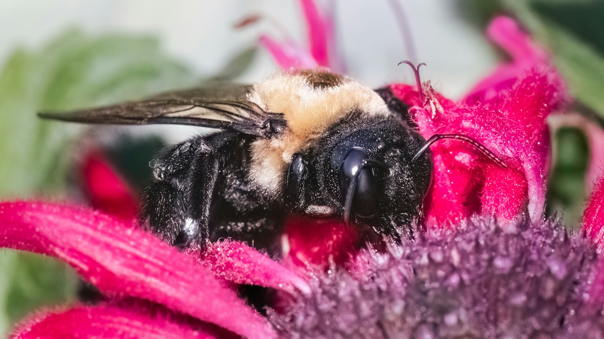 Side profile of a female Eastern Carpenter Bee (Xylocopa virginica) feeding on pink bee balm flowers