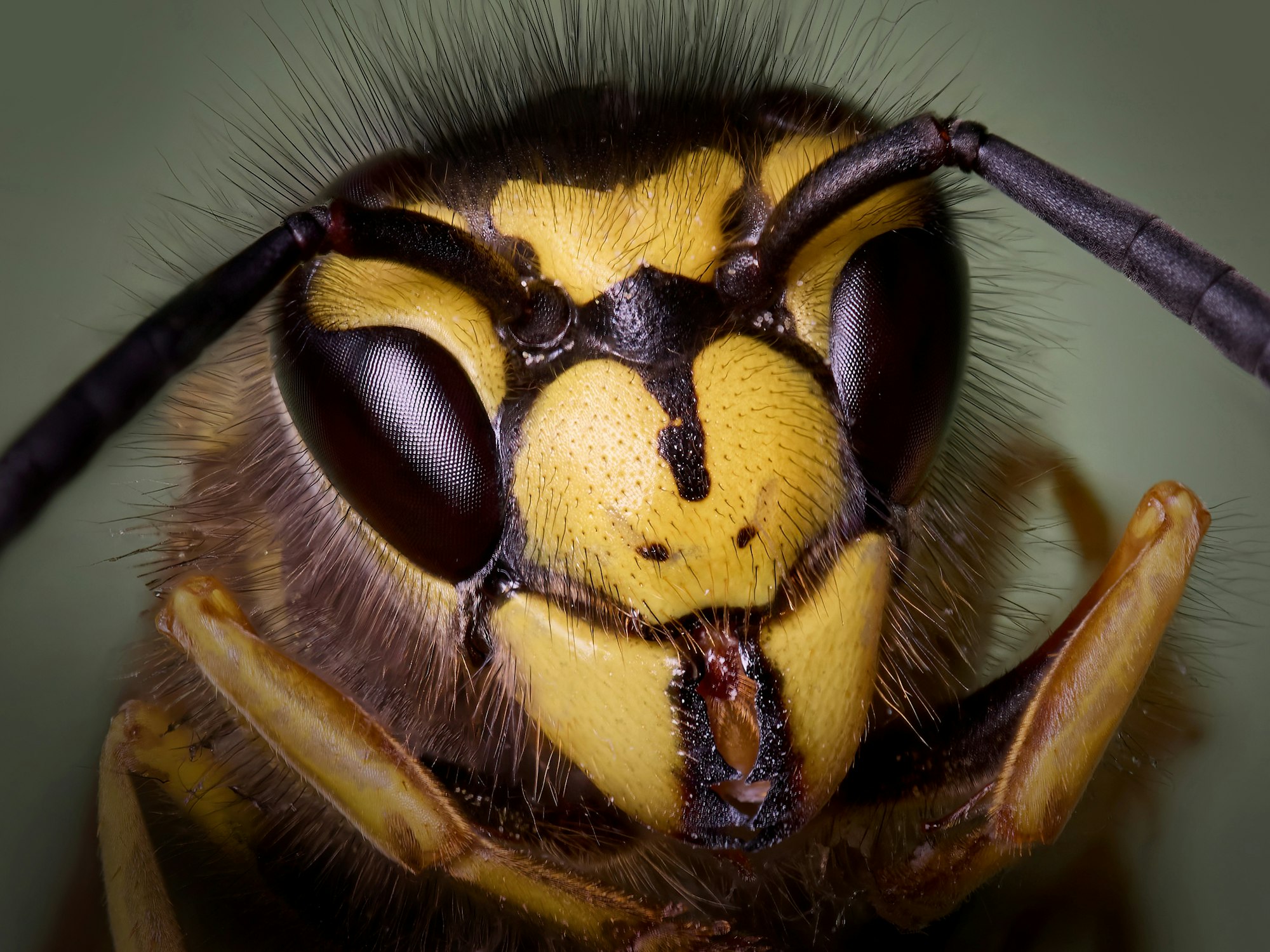 Wasp, portrait